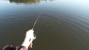 Как поймать форель на фидер.