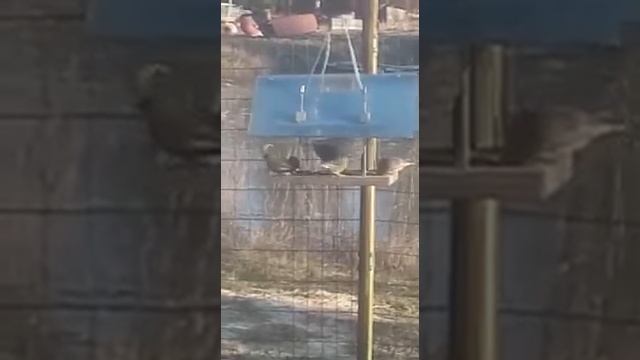 Отец птиц прикормил - свиристели, синицы, воробьи, зеленушки, снегири, гаечки, зяблики смотреть онлайн