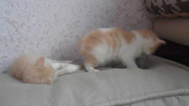 потешные маленькие котята смотреть онлайн