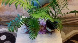 Комнатные растения: Хамедорея - уход и размножение. Как цветет хамедорея!?