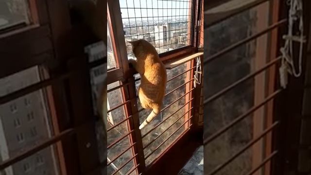 Сиеста дома 1 смотреть онлайн