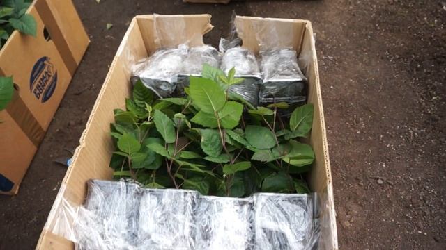 Отправка ежевики блек джем смотреть онлайн