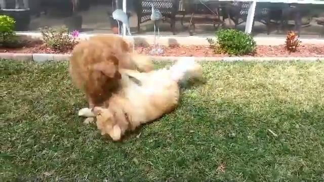 Docker and Chloe Playtime смотреть онлайн