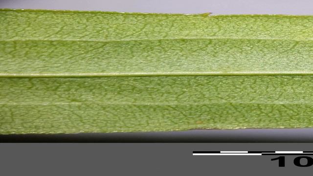 Золотарник гигантский смотреть онлайн