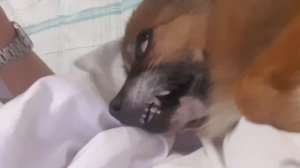 КАК ДОВЕСТИ СОБАКУ ДО ОРГАЗМА?