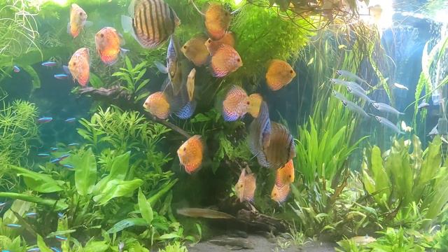 Как ведёт себя здоровый Дискус смотреть онлайн