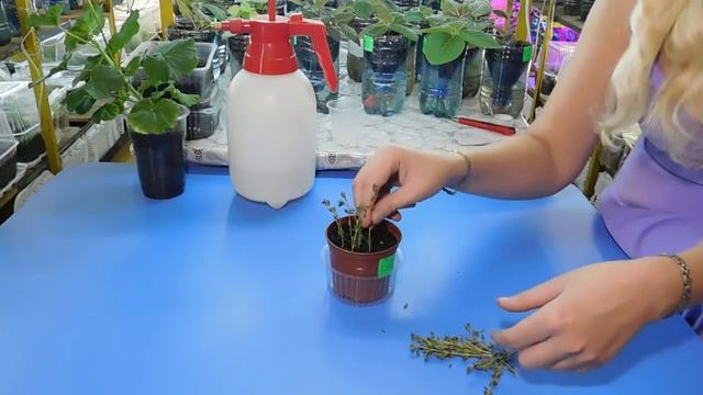 ???УДАЧНЫЙ СПОСОБ БЫСТРО ВЫРАСТИТЬ ТИМЬЯН ( чабрец ) ! Очень быстро смотреть онлайн