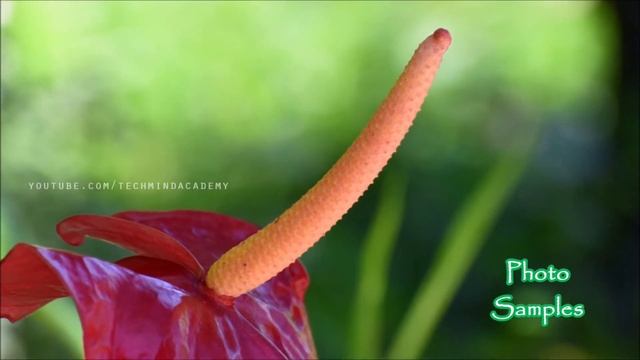 Nikon D5300 Photo And Video Samples