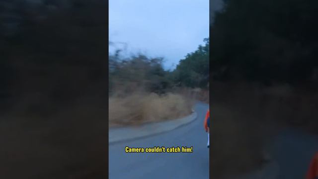 Tom Pidcock's casual descend be like: смотреть онлайн