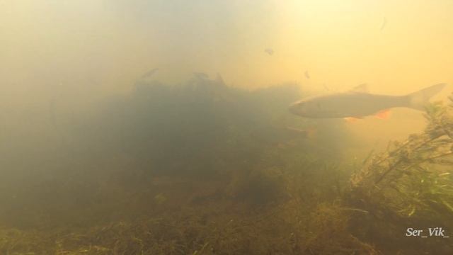 SJCAM SJ8 Pro (съёмка под водой).