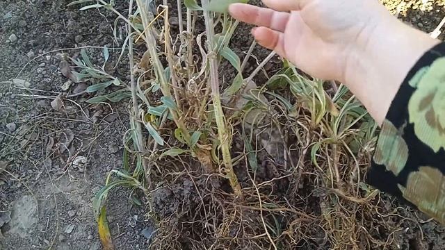 Рассаживаю гайлардию остистую.#гайлардия