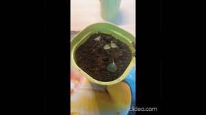 Клематис выращивание из семян пол года в одном видео.