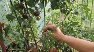 УРОЖАЙНЫЙ, НЕПРИХОТЛИВЫЙ, СЛАДЧАЙШИЙ ЧЕРРИ "Б355"