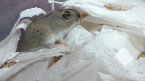 КОГО мы ЗАВЕЛИ? / НОВЫЙ ПИТОМЕЦ / Распаковка посылок / Alisa Easy Pets