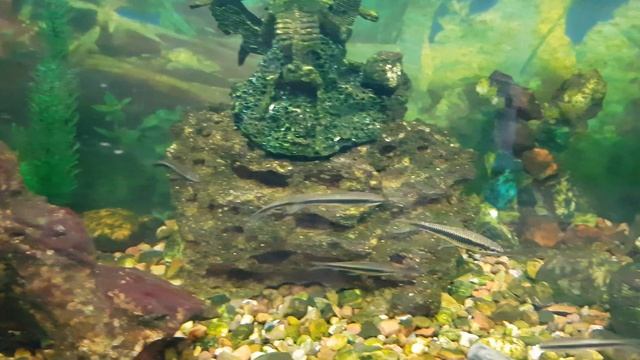 Аквариум. Сиамские водорослееды! Ч. 2 смотреть онлайн