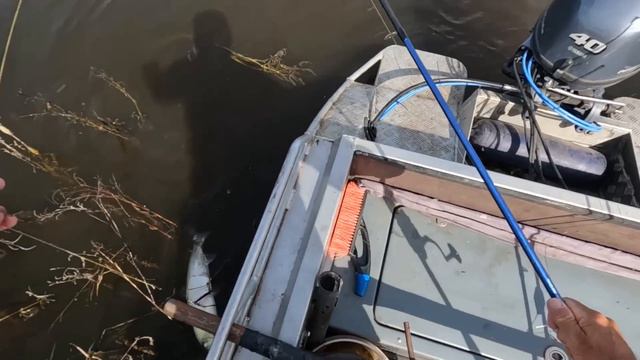 Вода кипит от рыбы! смотреть онлайн
