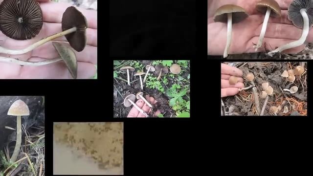 Aquatica: The Underwater Mushroom (work In Progress)