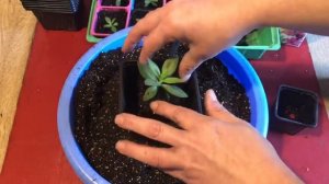 Перевалка Эустомы. Уход за рассадой