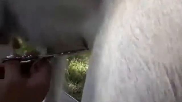 Pure Paws Grooming - Груминг Салюки смотреть онлайн