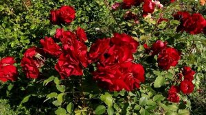 Беспроблемная канадская роза - Хоуп оф Хьюманити!