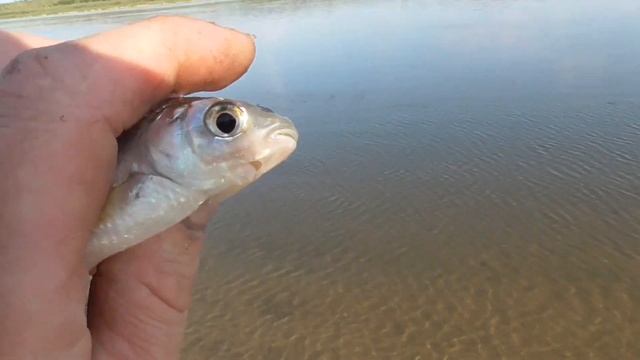 РЫБА С ДВУМЯ РТАМИ. смотреть онлайн