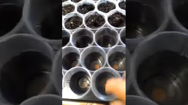 Глоксинии вытянулись. смотреть онлайн