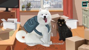 Помощь в переезде | Кот Бублик