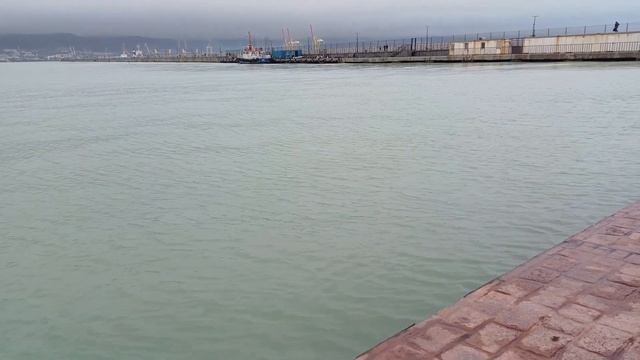 Увидели дельфина ? Крейсер Кутузов ? 20 января 2024г.