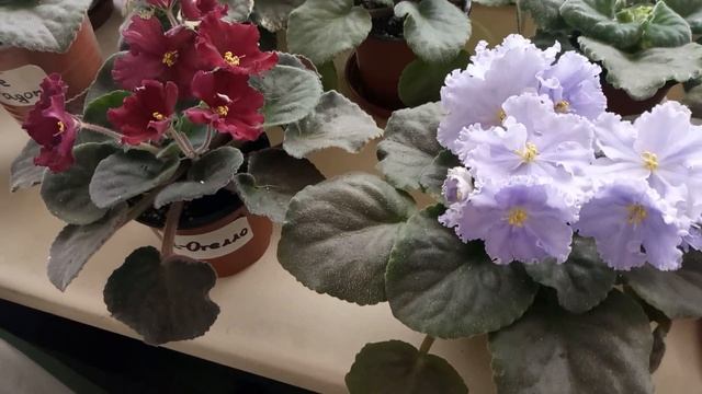 ПЕРВОЕ ЦВЕТЕНИЯ ФИАЛКИ  ! ПОЛНЫЙ РОСПУСК ЦВЕТОВ, ОБЗОР !!!