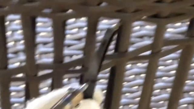 Как спаять (нарастить) ленту ротанга?