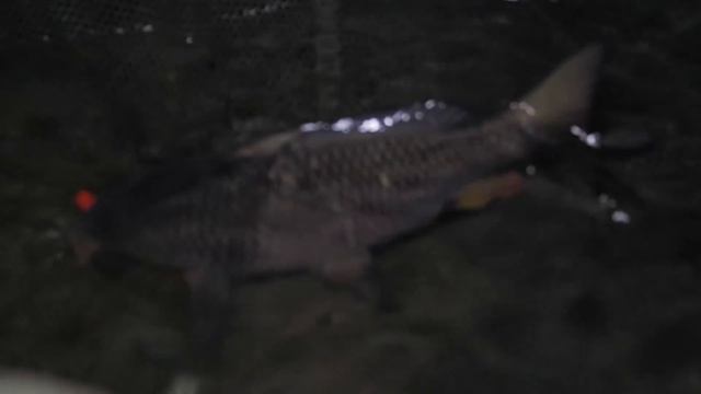 Долгожданный Карп. Меняем Тактику Ловли. Ловля на Дикаре. Часть 2 смотреть онлайн