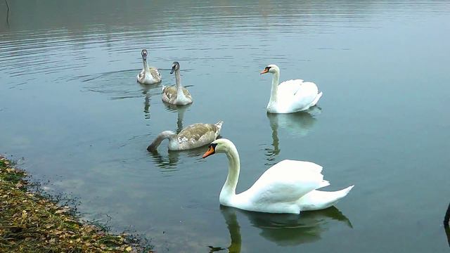 Идём пешком через Светлогорский лес. смотреть онлайн