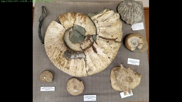 Коротко об аммонитах