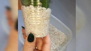 Чудесные свойства перлита. Удобный субстрат для проращивания растений. Мой первый эксперимент.