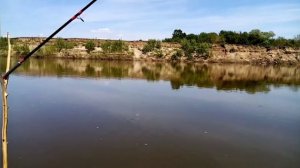 Фидером набомбил почти полное ведро. Рыбалка в Алтайском крае, река Чумыш.