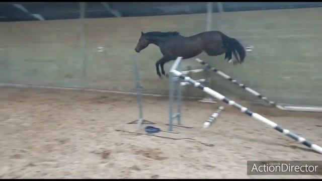 Classique Hero Z 3yo stallion Cornet Obolensky x Darco souche 5* смотреть онлайн
