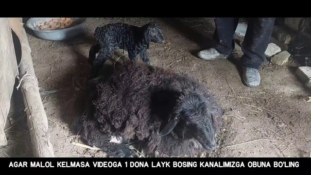 ДАХШАТ! ФАРГОНАДА ОДАМЛАР САРОСИМАДА, БУ МАХЛУКНИ КИЛГАН ИШИНИ КУРИНГ! смотреть онлайн