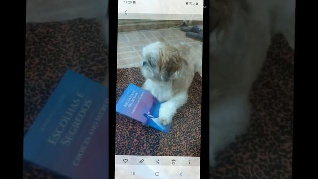 MY FAVORITE BOOK MEU LIVRO FAVORIT смотреть онлайн