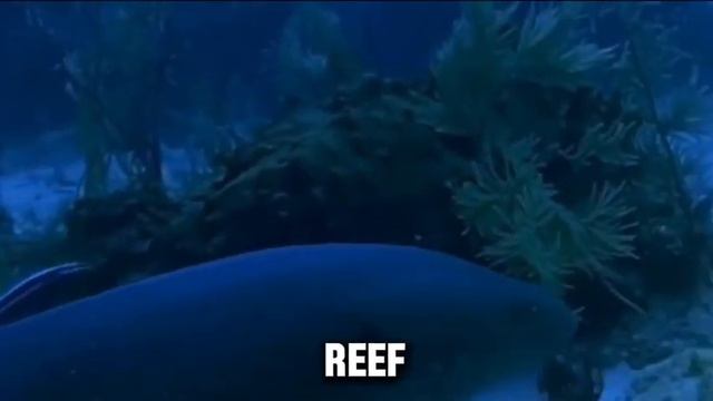 Explore Great Barrier Reef Top 5 Things to do! смотреть онлайн