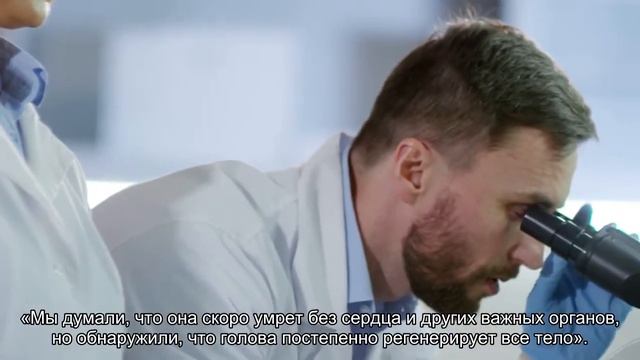 Морские слизни оказались способны отбрасывать голову, которая затем выращивает себе новое тело