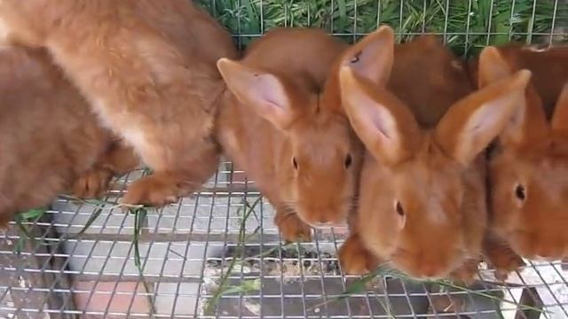 Кролики НЗК. Молодняк 2,5 месяца.avi смотреть онлайн