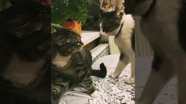 Муж и Жена Ругаются #приколысживотными смотреть онлайн
