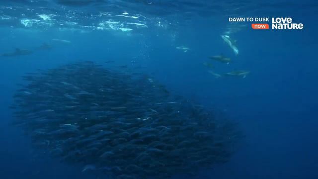 КоСяК смотреть онлайн