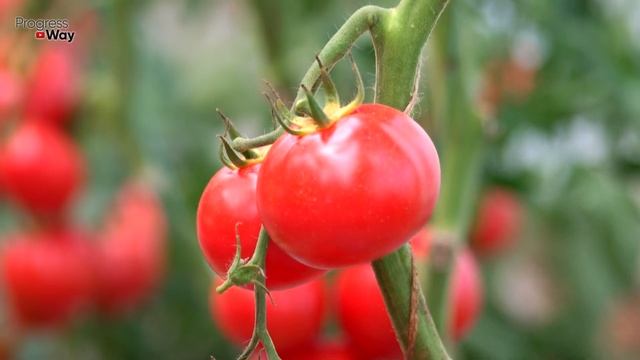 ДАЙТЕ В АВГУСТЕ ТОМАТАМ СОДУ С ЙОДОМ И БУДЕТЕ СОБИРАТЬ УРОЖАЙ ВЕДРАМИ ДО ОСЕНИ!!! УХОД ЗА ТОМАТАМИ! смотреть онлайн