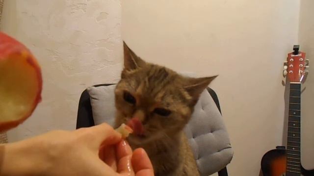 Питайте к фруктам тяготенье, от них гармония и радость! Кошка Ромашка. смотреть онлайн