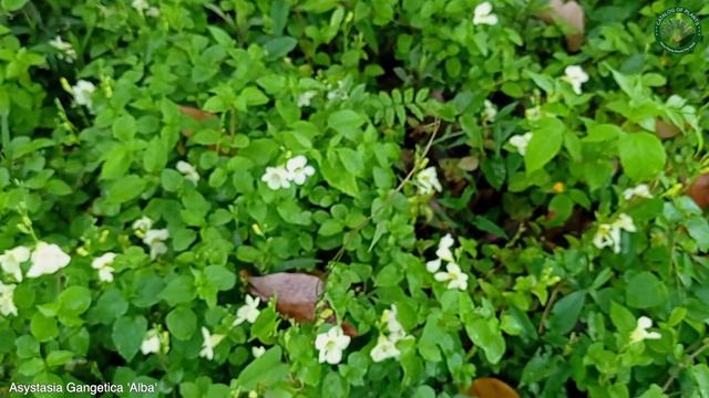 Asystasia Gangetica 'Alba' | Flowering Plants | 🇵🇦 Panama | смотреть онлайн