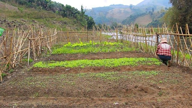 Full video building a new life | Grow melons, raise livestock, build fences to protect my big farm смотреть онлайн