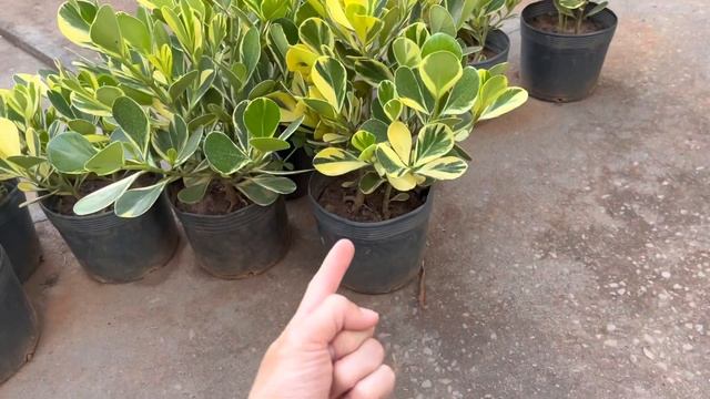 04 dicas SIMPLES no cultivo da variegata (Clusia) смотреть онлайн