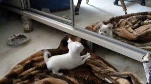 Грозный лай Чихуахуа!!