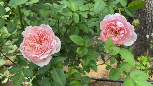 Rose - The Alnwick Rose